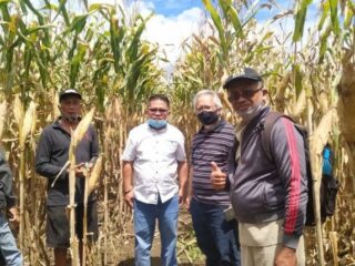 Wawali Tinjau Kesiapan Panen Jagung di Kobo Besar