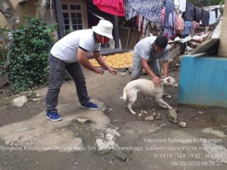 Cegah Rabies, DPP Kotamobagu Vaksin Hewan Peliharaan