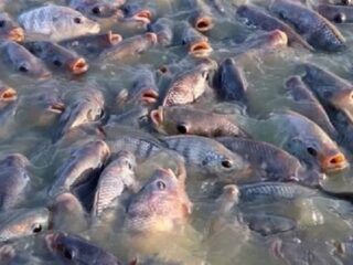 Permintaan Pasar Meningkat, Kotamobagu Pasok Ikan Nila dari Luar Daerah