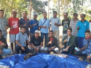 Pelatihan Pembuatan Amoniasi Jerami Padi Digelar Unimor