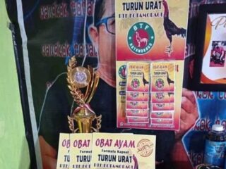 BTF Kotamobagu Produksi Obat Ayam Turun Urat