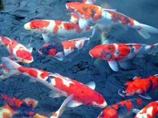 Bisnis Achi Koi Farm Kotamobagu Raup Omzet Jutaan Rupiah