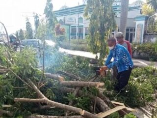 DLH Kotamobagu Tebang Pohon Peneduh Membahayakan