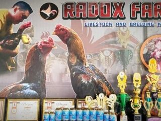 Obat Ayam Racikan Ronaldo Rambah Pasar Nasional