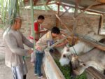 Dinas PKH Asahan Periksa 1.506 Hewan Qurban