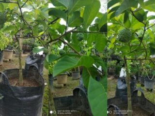 Aprina Tubuon Sukses Budidayakan Srikaya Madu dengan Metode Tabulampot