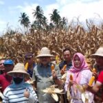 Bupati Limi Mokodompit Panen Jagung di Desa Werdhi Agung Selatan