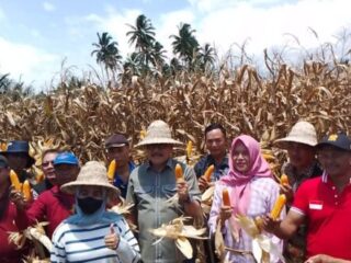 Bupati Limi Mokodompit Panen Jagung di Desa Werdhi Agung Selatan