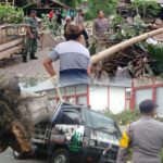 Polsek Sukorejo Kota Blitar Sigap Bantu Mobil Warga Tertimpa Pohon Tumbang