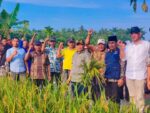 Wali Kota Tanjungbalai Panen Padi Sawah bersama masyarakat Kelompok Tani Subur