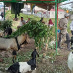 Distankan Kotamobagu Gelar Pemeriksaan Hewan Qurban Jelang Idul Adha 1445 Hijriah