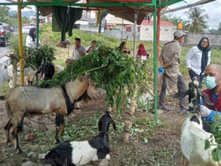Distankan Kotamobagu Gelar Pemeriksaan Hewan Qurban Jelang Idul Adha 1445 Hijriah