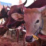 Idul Adha 1445 H, Pemkab Asahan Akan Sembelih 89 Ekor Sapi dan 23 Kambing