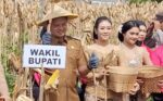 Pasca Dilantik, Wabub Blitar Beky Panen Raya Jagung Jaga Swasembada Pangan