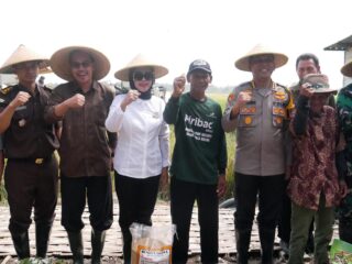 Pemkab Sidoarjo Ikuti Panen Raya Padi Serentak Bersama Presiden Prabowo Subianto