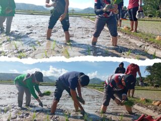 SJL- MAP Turun Langsung Bersama Masyarakat Desa Sonuo Dalam Proses Menanam Padi 