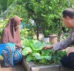 Aiptu Sulaiman Dukung Pengembangan Pertanian Pokcoy di Lahan P2L Desa Buncitan