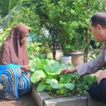 Aiptu Sulaiman Dukung Pengembangan Pertanian Pokcoy di Lahan P2L Desa Buncitan