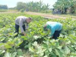 Bhabinkamtibmas Polsek Buduran Dorong Ketahanan Nasional dari Lahan Terong