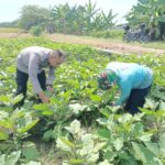 Bhabinkamtibmas Polsek Buduran Dorong Ketahanan Nasional dari Lahan Terong