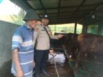 Bhabinkamtibmas Polsek Taman Pantau Peternakan Sapi di Wonocolo