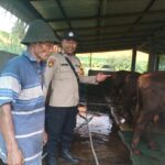 Bhabinkamtibmas Polsek Taman Pantau Peternakan Sapi di Wonocolo