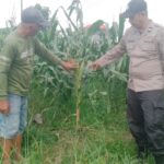 Bhabinkamtibmas Polsek Tarik Dampingi Petani Jagung di Desa Segodobancang
