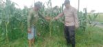 Bhabinkamtibmas Polsek Tarik Dampingi Petani Jagung di Desa Segodobancang