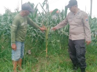Bhabinkamtibmas Polsek Tarik Dampingi Petani Jagung di Desa Segodobancang