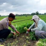 Bhabinkamtibmas Polsek Tarik Polresta Sidoarjo Kunjungi Petani Kangkung