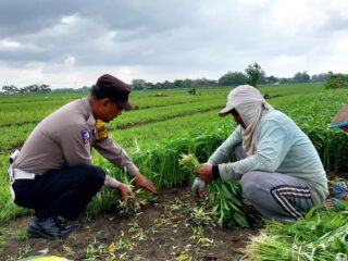 Bhabinkamtibmas Polsek Tarik Polresta Sidoarjo Kunjungi Petani Kangkung