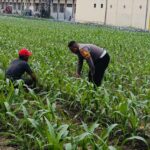 Dekat dengan Petani, Bhabinkamtibmas Polsek Tarik Awasi Pertumbuhan Jagung