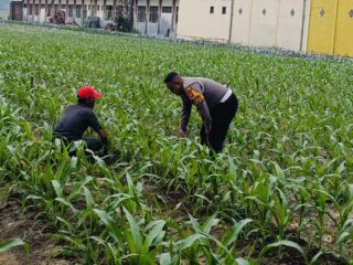 Dekat dengan Petani, Bhabinkamtibmas Polsek Tarik Awasi Pertumbuhan Jagung