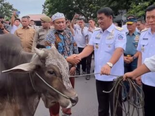 Gubernur Sulut Serahkan 66 Ekor Sapi Kurban untuk Perayaan Idul Adha 1446 H