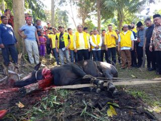 DPD Partai Golkar Sumut Sembelih 16 Ekor Hewan Qurban di Kabupaten Asahan
