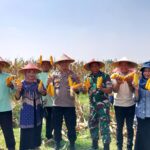 Polsek Tarik Gelar Panen Raya Jagung Tahap 2 Program Ketahanan Pangan