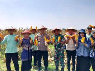Polsek Tarik Gelar Panen Raya Jagung Tahap 2 Program Ketahanan Pangan