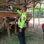 Wujudkan Ketahanan Nasional, Bhabinkamtibmas Desa Semambung Kunjungi Peternakan Kambing