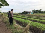 Wujudkan Ketahanan Nasional, Polisi Cinta Petani Kunjungi Lahan Sayur di Punggul