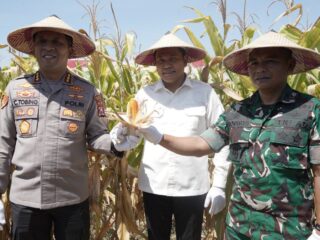 Bupati Sidoarjo Pimpin Panen Raya Jagung Serentak Kuartal III 2025