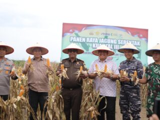 Panen Raya Jagung di Asahan, Polres dan Forkopimda Dorong Swasembada Pangan