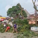 Cegah Bahaya Saat Musim Hujan, Puluhan Pohon di Sekitar Pasar Baru Langkap Burneh Dipangkas