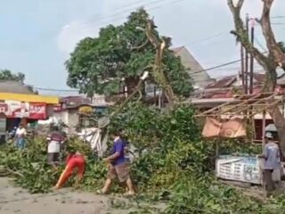 Cegah Bahaya Saat Musim Hujan, Puluhan Pohon di Sekitar Pasar Baru Langkap Burneh Dipangkas