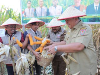Bupati Asahan Hadiri Panen Raya Jagung di Desa Teladan