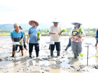 Gubernur Yulius Tanam Padi di Bolmong