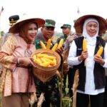 Panen Raya Jagung di Kedensari, Sidoarjo Perkuat Ketahanan Pangan Nasional