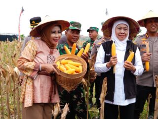Panen Raya Jagung di Kedensari, Sidoarjo Perkuat Ketahanan Pangan Nasional