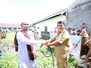 Gubernur Yulius Serahkan Sapi Kurban Bantuan Presiden RI di Bolmong