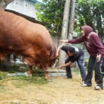 Wabup Sidoarjo Mimik Idayana Kurbankan Tujuh Sapi Jumbo, Bagikan 4 Ribu Paket Daging untuk Warga