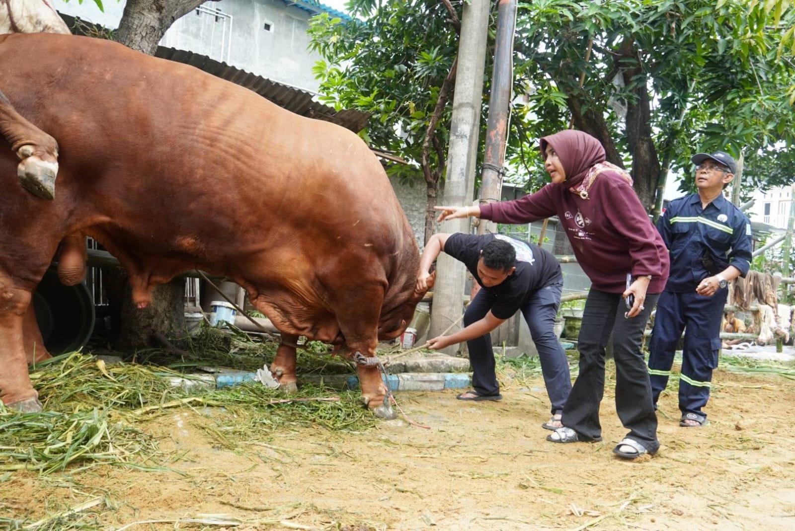 Wabup Sidoarjo Mimik Idayana Kurbankan Tujuh Sapi Jumbo, Bagikan 4 Ribu Paket Daging untuk Warga